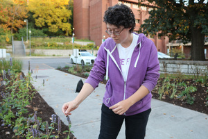 SUNY ESF is working with Bee Campus USA to support its pollinator population by planting more native plant species on campus. 